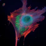 Thermo Fisher Scientific Goat anti-Mouse IgG (H+L) Cross-Adsorbed Secondary Antibody, Alexa Fluor 350