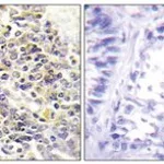 Merck ANTI-ASC ANTIBODY PRODUCED IN RABBIT