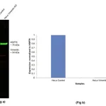Thermo Fisher Scientific Donkey anti-Chicken IgY (H+L) Highly Cross Adsorbed Secondary Antibody, Alexa Fluor 568