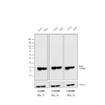 Thermo Fisher Scientific F(ab`)2-Goat anti-Mouse IgG, IgM (H+L) Cross-Adsorbed Secondary Antibody, HRP