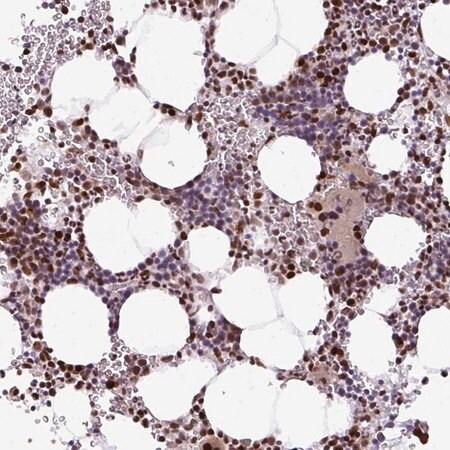 Merck Anti-MYSM1 antibody produced in rabbit