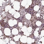 Merck Anti-MYSM1 antibody produced in rabbit