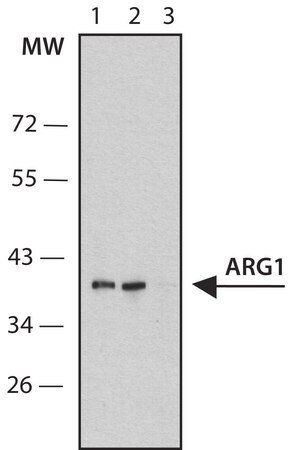 Merck Anti-ARG1 antibody, Mouse monoclonal