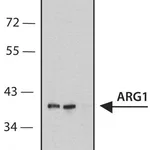 Merck Anti-ARG1 antibody, Mouse monoclonal