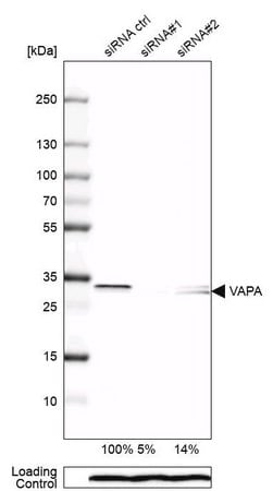 Merck Anti-VAPA antibody produced in rabbit