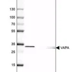 Merck Anti-VAPA antibody produced in rabbit
