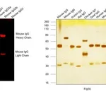 Thermo Fisher Scientific Donkey anti-Mouse IgG (H+L) Highly Cross-Adsorbed Secondary Antibody, Alexa Fluor Plus 647