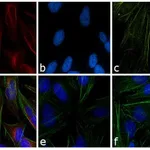 Thermo Fisher Scientific Goat anti-Mouse IgG (H+L) Cross-Adsorbed Secondary Antibody, TRITC