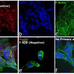 Thermo Fisher Scientific Donkey anti-Mouse IgG (H+L) Highly Cross-Adsorbed Secondary Antibody, Alexa Fluor 680