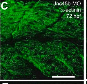 Merck MOUSE MONOCLONAL ANTI-A-ACTININ        &