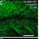 Merck MOUSE MONOCLONAL ANTI-A-ACTININ &