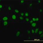 Merck Monoclonal Anti-USP14 antibody produced in mouse