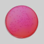 Himedia Xylose Lysine Deoxycholate Agar (XLD Agar)