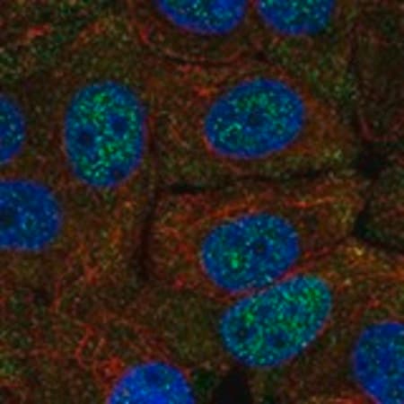 Merck Anti-FAM222A antibody produced in rabbit