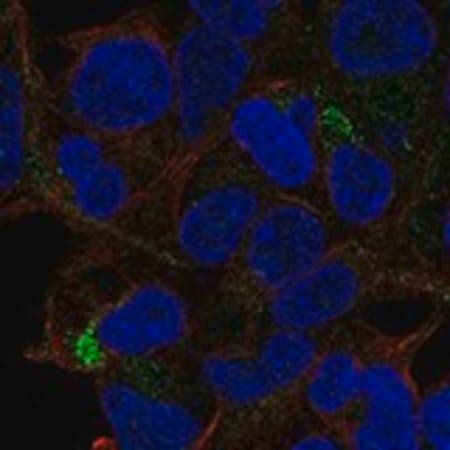 Merck Anti-TSLP antibody produced in rabbit