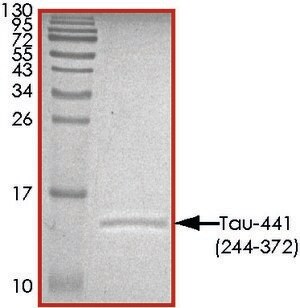 Merck TAU-441 (244-372) PROTEIN