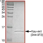 Merck TAU-441 (244-372) PROTEIN