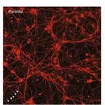 Thermo Fisher Scientific Donkey anti-Rabbit IgG (H+L) Highly Cross-Adsorbed Secondary Antibody, Alexa Fluor 488