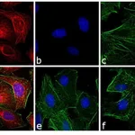 Thermo Fisher Scientific Goat anti-Rat IgG (H+L) Cross-Adsorbed Secondary Antibody, Alexa Fluor 633