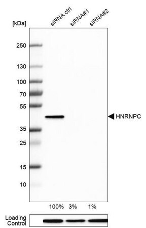 Merck Anti-HNRNPC antibody produced in rabbit