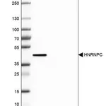 Merck Anti-HNRNPC antibody produced in rabbit