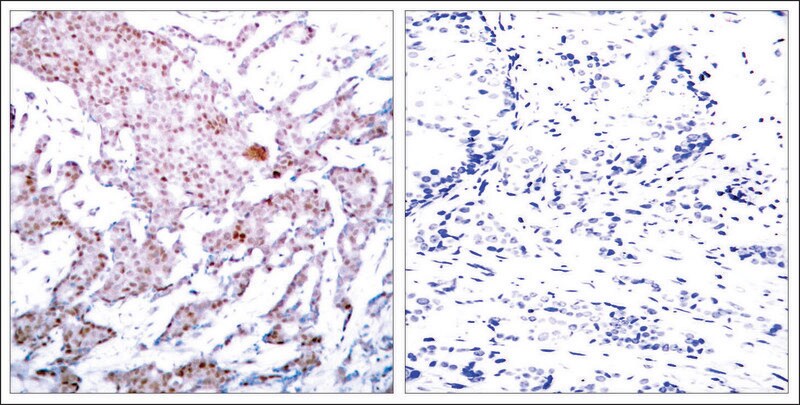 Merck Anti-phospho-RELA (p65/pSer536) antibody produced in rabbit