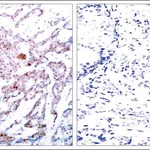 Merck Anti-phospho-RELA (p65/pSer536) antibody produced in rabbit