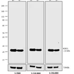 Thermo Fisher Scientific F(ab`)2-Goat anti-Mouse IgG (H+L) Highly Cross-Adsorbed Secondary Antibody, AP