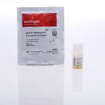 Thermo Fisher Scientific Gelatin From Pig Skin, Fluorescein Conjugate