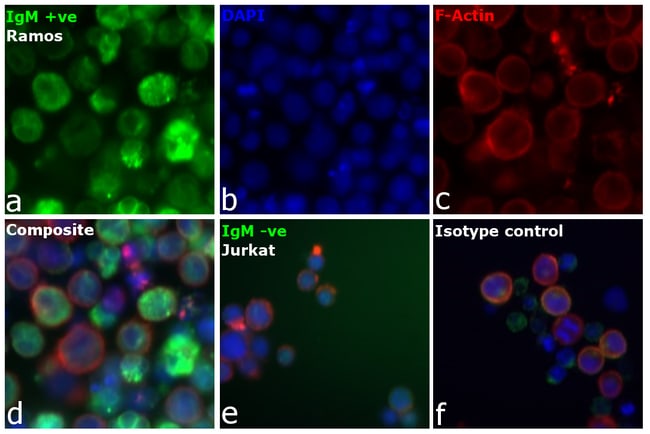 Thermo Fisher Scientific F(ab`)2-Goat anti-Human Ig Mix Secondary Antibody, FITC