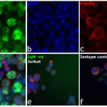 Thermo Fisher Scientific F(ab`)2-Goat anti-Human Ig Mix Secondary Antibody, FITC