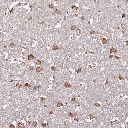 Merck Anti-RPL38 antibody produced in rabbit