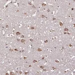 Merck Anti-RPL38 antibody produced in rabbit