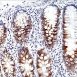Merck ANTI-CD71 ANTIBODY, RABBIT MONOCLONAL