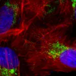 Thermo Fisher Scientific Rabbit anti-Goat IgG (Heavy Chain) Superclonal Secondary Antibody, Alexa Fluor 647