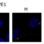Thermo Fisher Scientific Chicken anti-Goat IgG (H+L) Cross-Adsorbed Secondary Antibody, Alexa Fluor 488