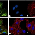 Thermo Fisher Scientific Donkey anti-Rat IgG (H+L) Cross-Adsorbed Secondary Antibody, DyLight 488