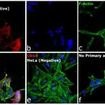 Thermo Fisher Scientific Rabbit anti-Goat IgG (H+L) Cross-Adsorbed Secondary Antibody, Alexa Fluor 594