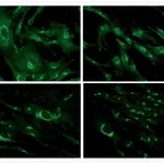 Thermo Fisher Scientific Goat anti-Mouse IgG (H+L) Cross-Adsorbed Secondary Antibody, FITC