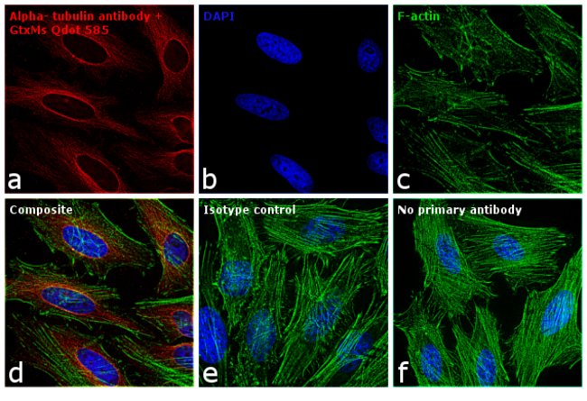 Thermo Fisher Scientific F(ab`)2-Goat anti-Mouse IgG (H+L) Secondary Antibody, Qdot 585