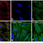 Thermo Fisher Scientific F(ab`)2-Goat anti-Mouse IgG (H+L) Secondary Antibody, Qdot 585
