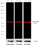 Thermo Fisher Scientific Goat anti-Rat IgG (H+L) Cross-Adsorbed Secondary Antibody, Alexa Fluor 680