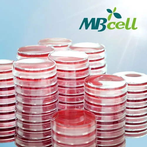 Kisanbio MacConkey Agar Plate / MB-M1028-P50