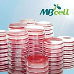Kisanbio XLD (Xylose Lysine Desoxycholate) Agar plate (KP)/ MB-X1060P-P50