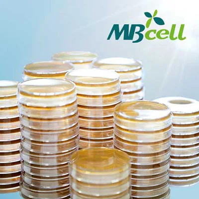 Kisanbio R2A Agar / MB-R1129-P50