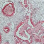 Merck ANTI-RABBIT IGG (WHOLE MOLECULE) &