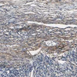 Merck Anti-COL6A3 antibody produced in rabbit