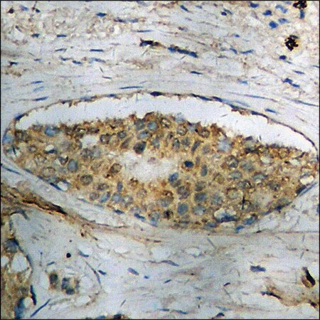 Merck Anti-phospho-STAT1 (pTyr701) antibody produced in rabbit