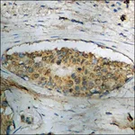 Merck Anti-phospho-STAT1 (pTyr701) antibody produced in rabbit