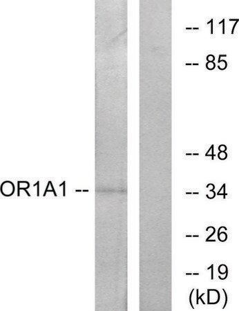 Merck Anti-OR1A1 antibody produced in rabbit